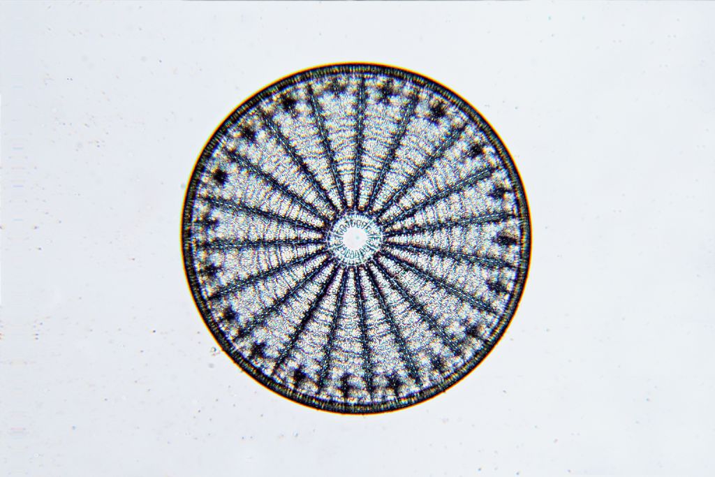 Arachnoidiscus ornatus